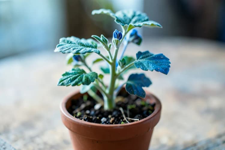 Uma planta crescendo em um vaso sobre uma mesa, com luz suave incidindo sobre ela.